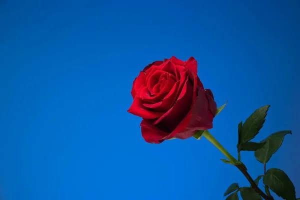 Bouquets Flower-10
